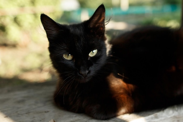 Foto un lindo gato negro se sienta en el porche de una casa de pueblo una foto acogedora
