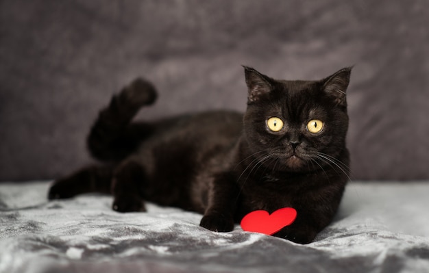 Lindo gato negro yace en una cama con un corazón rojo