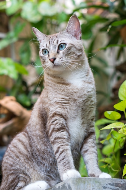 Lindo gato no jardim.