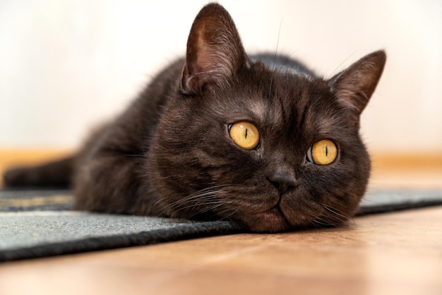 Lindo gato con ojos amarillos tirado en el suelo cerca del hocico