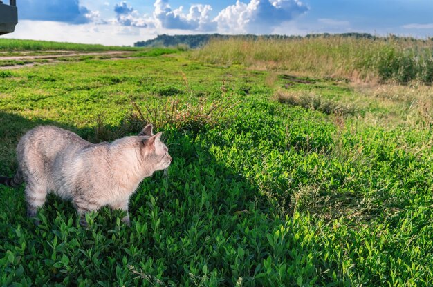 Lindo gato con ojos azules escondido en la hierba El gato caminando en la hierba verde alta