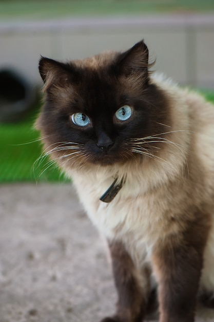 Lindo gato con ojos azules