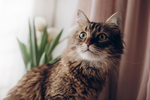 Lindo gato olhando com curiosos olhos verdes grandes bigodes e emoções engraçadas no fundo da sala de janela com tulipas maine coon espaço para texto luz da manhã