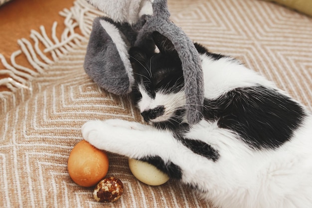 Lindo gato con orejas de conejo durmiendo con huevos de Pascua en una acogedora manta amarilla Feliz Pascua Caza de Pascua