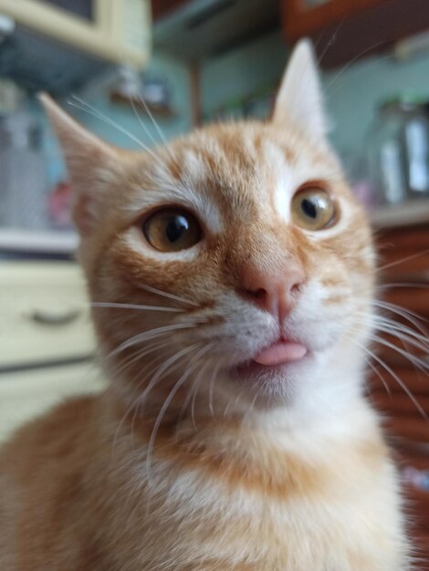 lindo gato pelirrojo se sienta y mira astutamente por la ventana