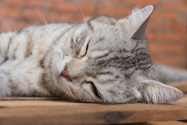 Lindo gato de pelo corto durmiendo en un piso de madera