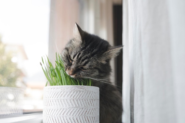 Lindo gato de pelo largo sentado junto a una ventana y comiendo hierba gatera fresca en un concepto de estilo de vida de mascota
