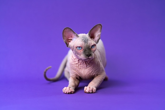 Lindo gato sin pelo sphynx de color visón azul y blanco con ojos azules acostado sobre fondo violeta