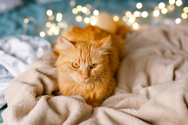 El lindo gato peludo de jengibre se encuentra en la cama con una sábana de color abedul y una manta suave y acogedora con una guirnalda de Año Nuevo en el fondo