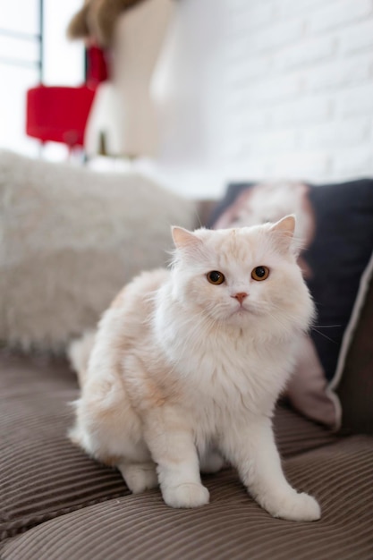 Lindo gato peludo relajarse en su casa