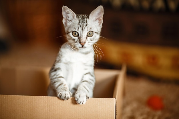 Lindo gato pequeño gris en caja de cartón Retrato de un gatito gracioso mirando fuera de la caja tiempo para jugar y entretenerse