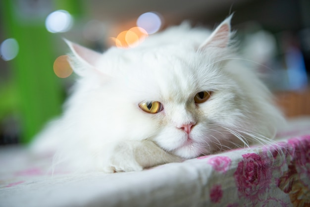 El lindo gato persa blanco está durmiendo en la mesa.