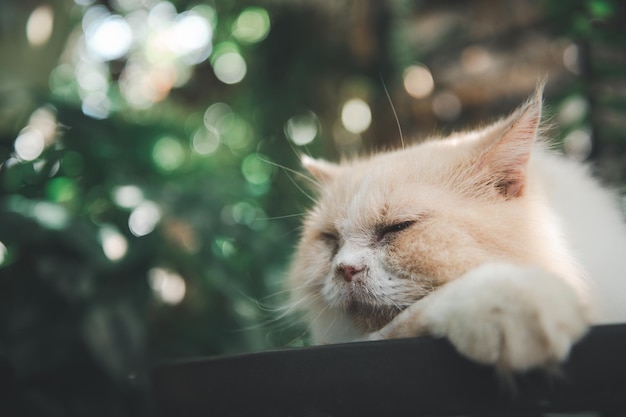 Lindo gato persa blanco tirado en el suelo al aire libre concepto de mascota y animal