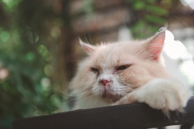 Lindo gato persa blanco tirado en el suelo al aire libre concepto de mascota y animal