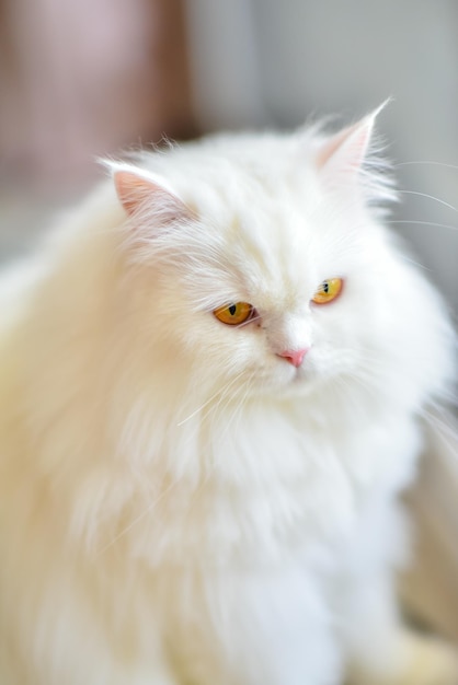 lindo gato persa blanco