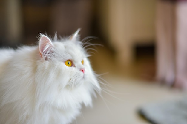 Lindo gato persa branco