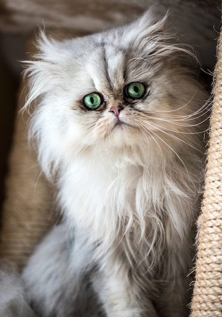 Lindo gato persa com pelo branco e olhos azuis-verdes