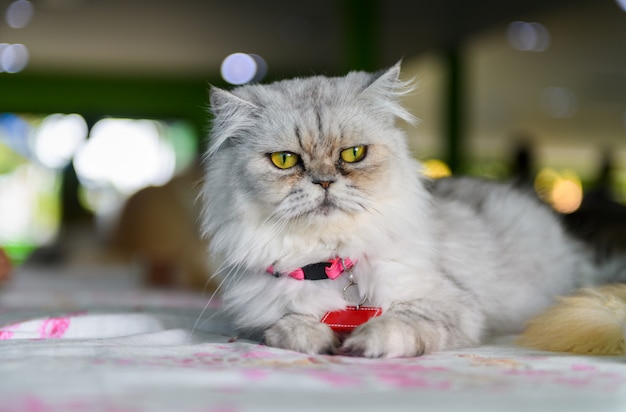 Lindo gato persa gris sentado en la silla,