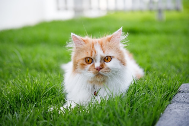 Lindo gato persa sentado en un campo de hierba verde