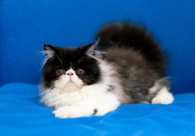 Foto un lindo gato persa sentado sobre un fondo azul