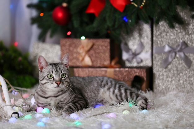 Lindo gato perto da árvore de Natal com decoração