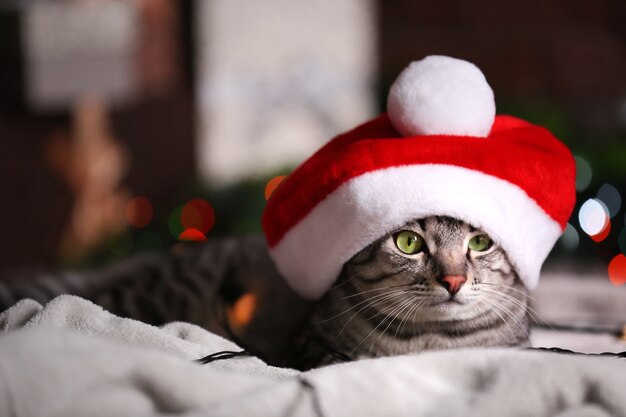 Lindo gato perto da árvore de Natal com decoração