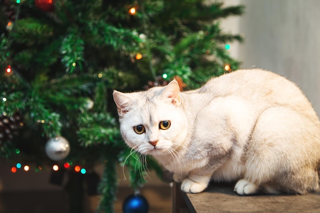 Lindo gato plateado británico juega con adornos navideños