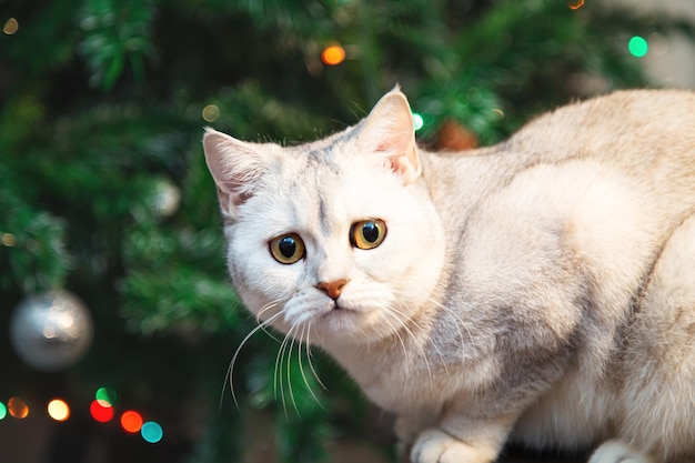 Lindo gato plateado británico juega con adornos navideños