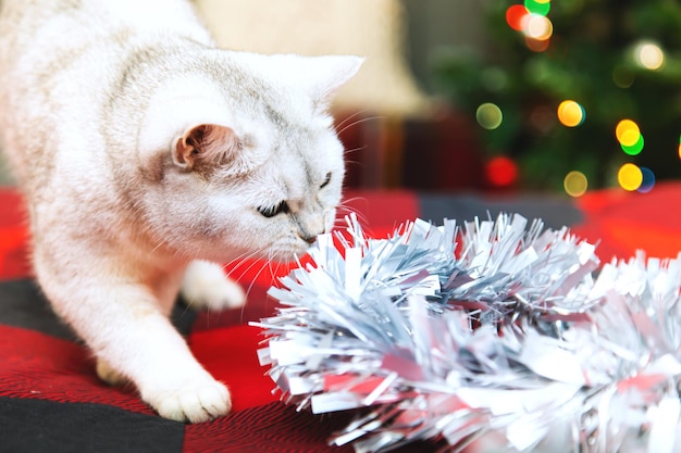 Lindo gato plateado británico juega con adornos navideños