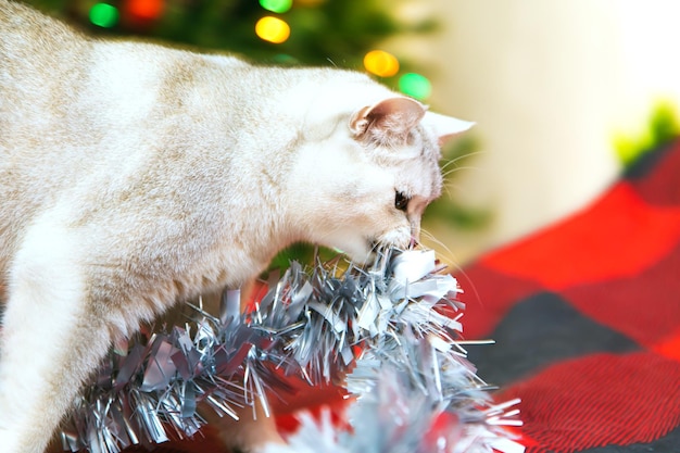 Lindo gato plateado británico juega con adornos navideños