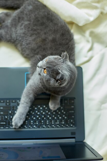 Un lindo gato plegable escocés gris acostado en una computadora portátil en la cama