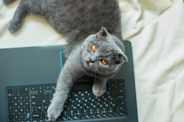 Un lindo gato plegable escocés gris acostado en una computadora portátil en la cama