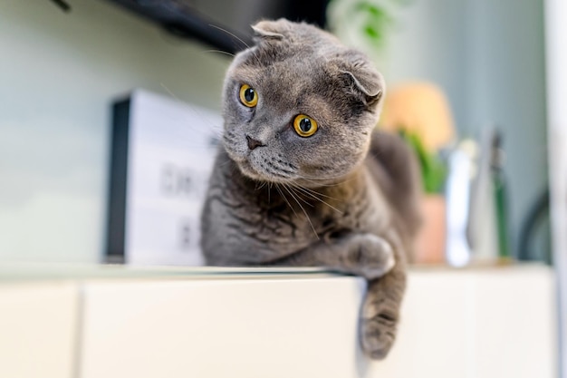 Lindo gato plegable escocés gris en una sala de estar moderna