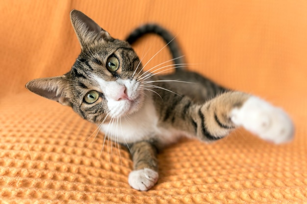 Foto un lindo gato posa en casa.