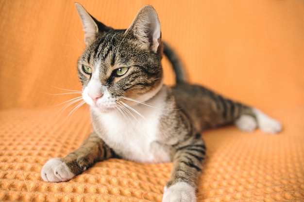 Un lindo gato posa en casa.