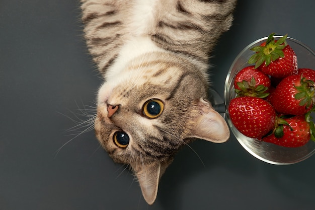 Lindo gato posando con fresas frescas rojas en vidrio