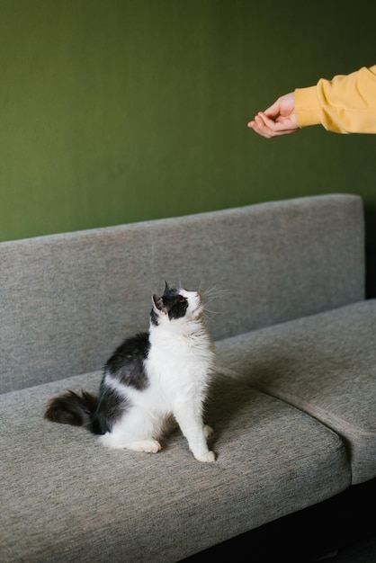 Lindo gato preto branco fofo sentado no sofá e olhando para a mão de um homem com comida