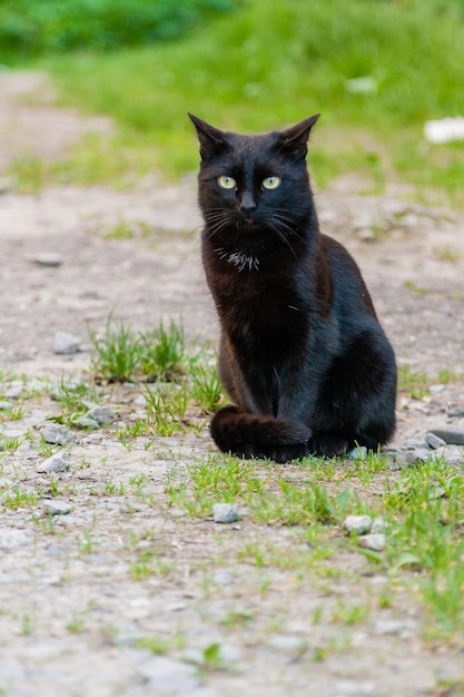 Lindo gato preto com olhos verdes