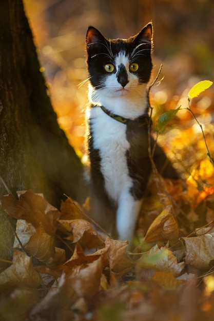 Lindo gato preto e branco no parque de outono