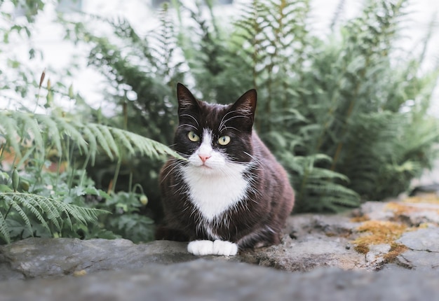 Lindo gato preto e branco sentado no chão no jardim