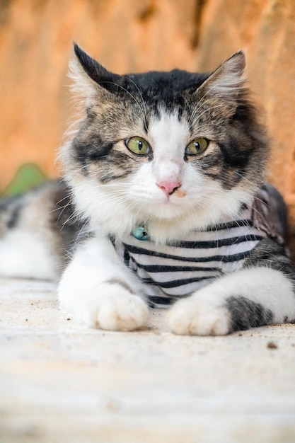 Lindo gato preto relaxante