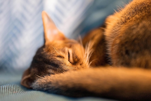 Lindo gato de pura raza abisinio durmiendo en un sofá. Gato soñoliento.