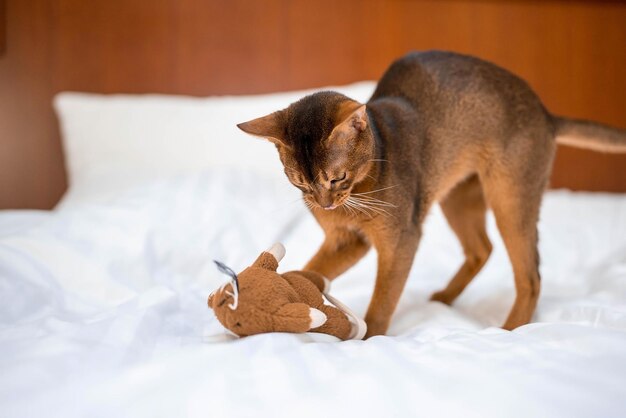 Lindo gato de pura raza abisinio jugando con un juguete en una habitación de hotel. Mullido lindo