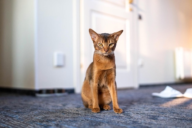 Lindo gato de pura raza abisinio jugando con un juguete en una habitación de hotel. Mullido lindo