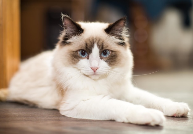 Lindo gato Ragdoll branco de raça pura com olhos azuis em casa