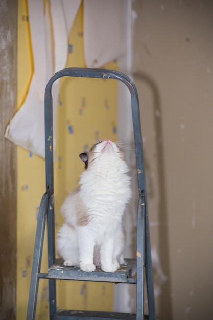 Lindo gato Ragdoll doméstico en una escalera de construcción esperando una nueva renovación