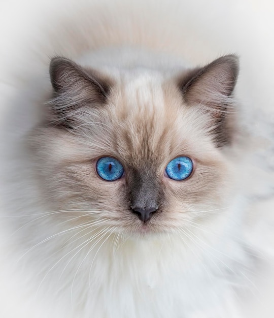 Lindo gato ragdoll mascota. Mascota.