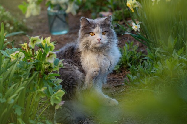 Lindo gato rascándose la barbilla sobre la hierba verde