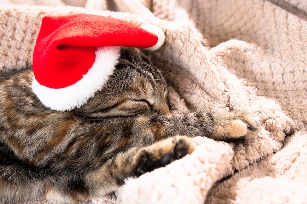 Lindo gato rayado durmiendo en una tela escocesa beige suave con una gorra roja Acogedor fondo navideño con animal