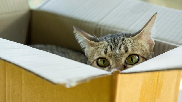 Foto un lindo gato a rayas grises tendido en una caja.